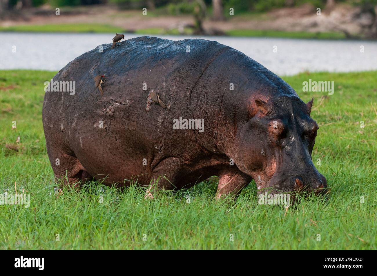 Ein Nilpferd, Hippopotamus amphibius, grast auf einer Grasinsel. Chobe River, Chobe National Park, Botswana. Stockfoto