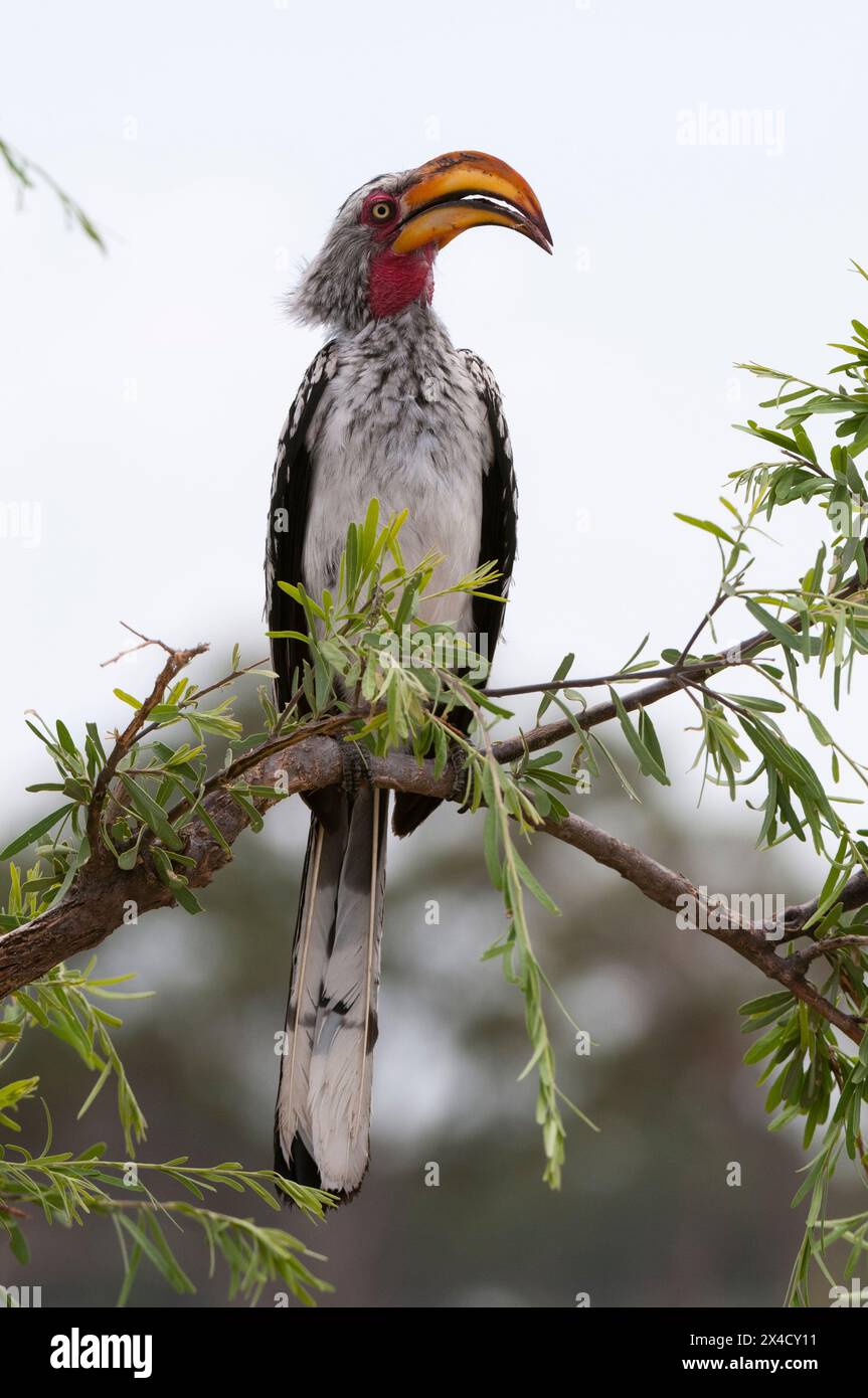 Ein südlicher Gelbschnabel, Tockus leucomelas, der auf einem Ast thront. Savuti Marsh, Chobe Nationalpark, Botswana. Stockfoto