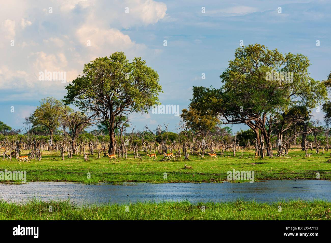 Impalas, Aepyceros melampus, Spaziergang entlang einer Wasserstraße im Okavango-Delta. Khwai Konzessionsgebiet, Okavango, Botswana. Stockfoto