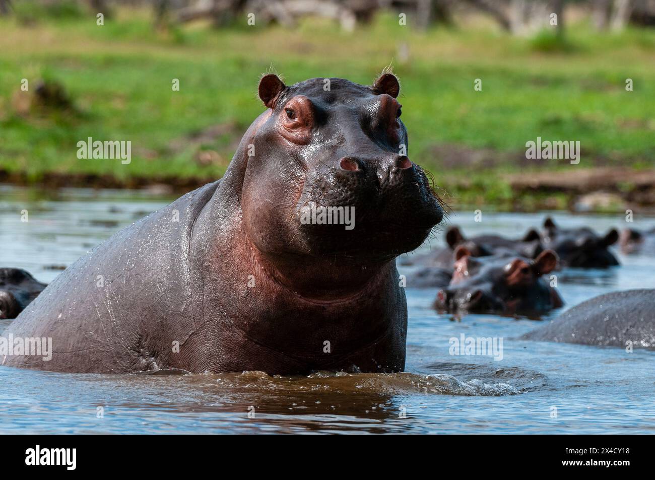 Ein wachsamer Nilpferd, Hippopotamus amphibius, unter anderem im Wasser. Khwai Konzession Area, Okavango, Botswana. Stockfoto