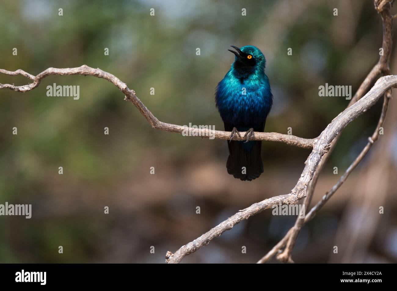 Porträt eines Cape-Glanzstarrs, Lamprotornis niens, auf einem Baumzweig. Chobe National Park, Botswana. Stockfoto