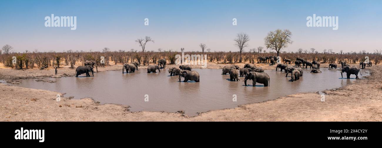 Eine Herde afrikanischer Elefanten, Loxodonta Africana, an einem Wasserloch. Okavango Delta, Botswana. Stockfoto