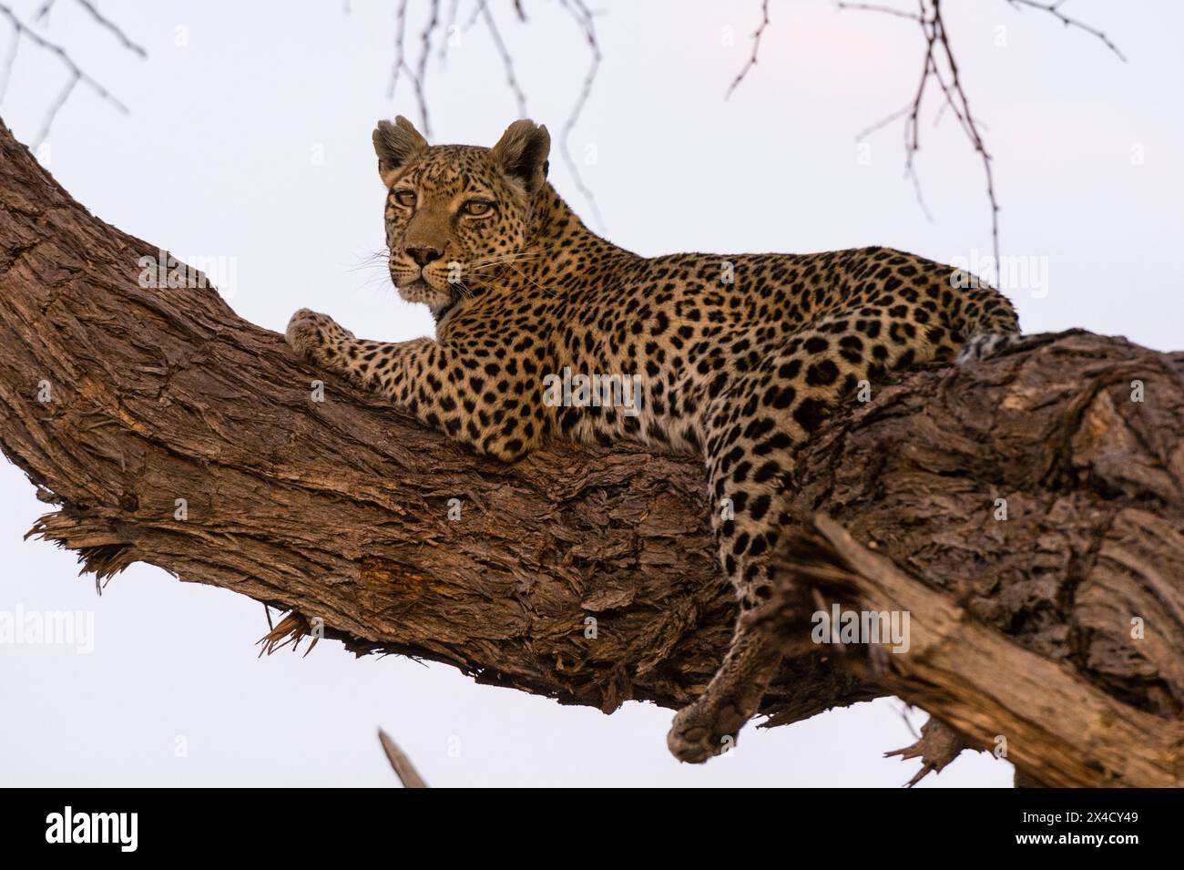 Ein Leopard, Panthera pardus, Khwai Konzession, ruht auf einem Baum in der Khwai Konzession des Okavango Deltas. Botswana. Stockfoto