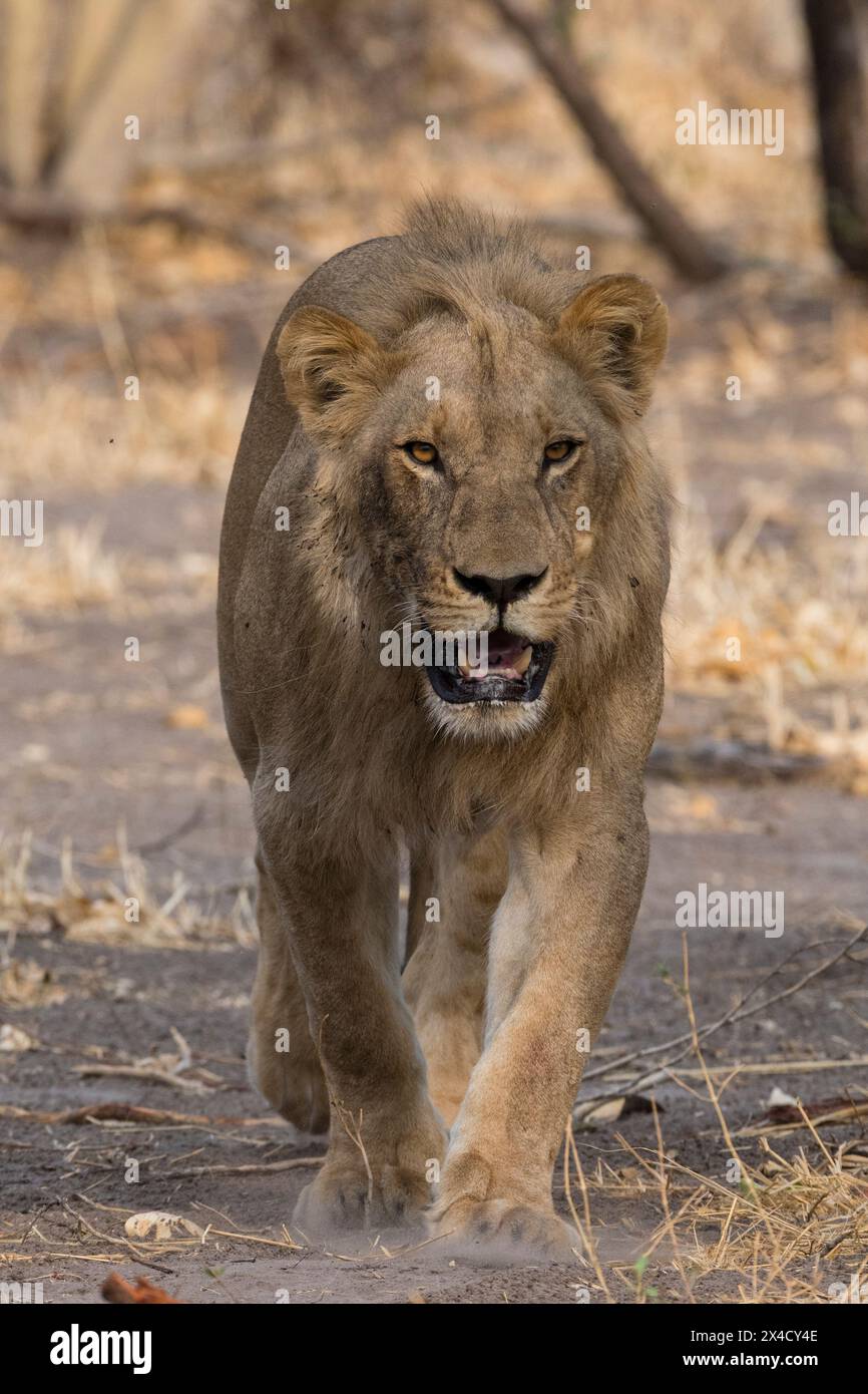 Ein männlicher Löwe, Panthera leo, geht und schaut auf die Kamera. Savuti, Chobe National Park, Botswana Stockfoto