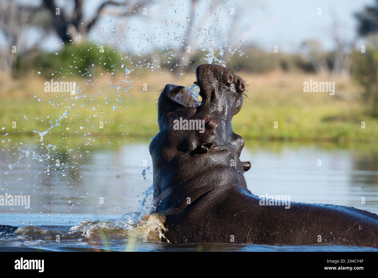 Hippopotamus, Hippopotamus amphibius, Bedrohungsanzeige. Khwai-Konzession, Okavango-Delta, Botswana Stockfoto