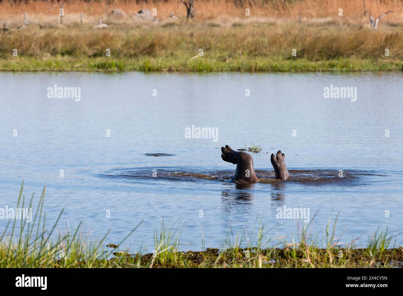 Hippopotamus, Hippopotamus amphibius, rollt ins Wasser. Khwai Konzession, Okavango Delta, Botswana Stockfoto