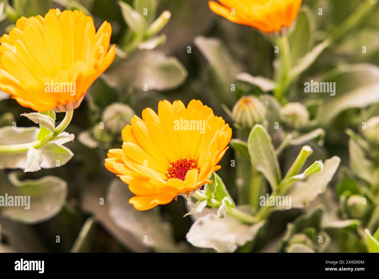 Faiyum, Ägypten. Ägyptischer Garten, der für Ringelblumen zur Ernte wächst. Stockfoto