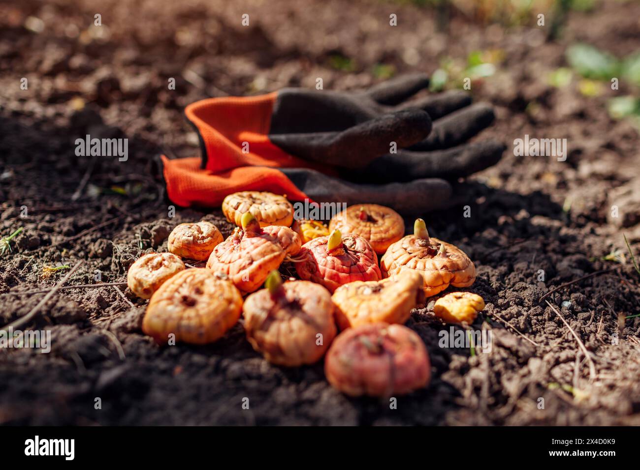 Gekeimte Gladiolusknollen bereit zum Pflanzen. Haufen von Zwiebeln, die mit Gärtnerhandschuhen auf den Boden gelegt wurden. Frühlingsgartenarbeiten Stockfoto