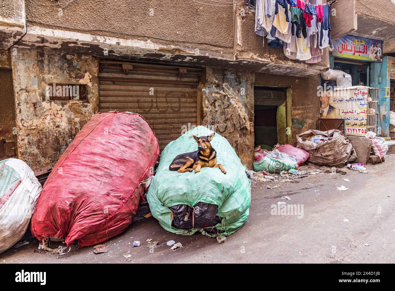 Manshiyat Naser, Garbage City, Kairo, Ägypten. Hund, der auf einer Mülltüte zum Recycling liegt. (Nur Für Redaktionelle Zwecke) Stockfoto