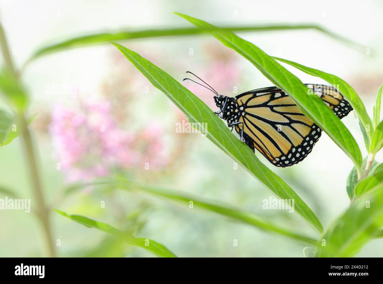 Makro eines weiblichen Monarchschmetterlings (danaus plexippus), der Eier auf einem Sumpfmilchgras-Blatt legt (asclepias incarnata) - Seitenansicht Stockfoto