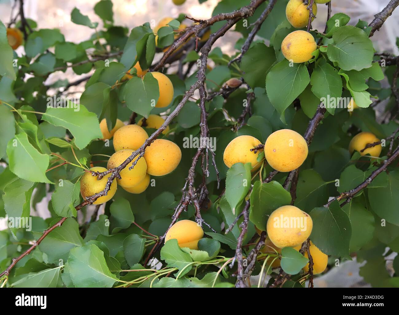 Gelbe Aprikosen auf einem Baumzweig Nahaufnahme, Fokus im Vordergrund, horizontales Bild Stockfoto