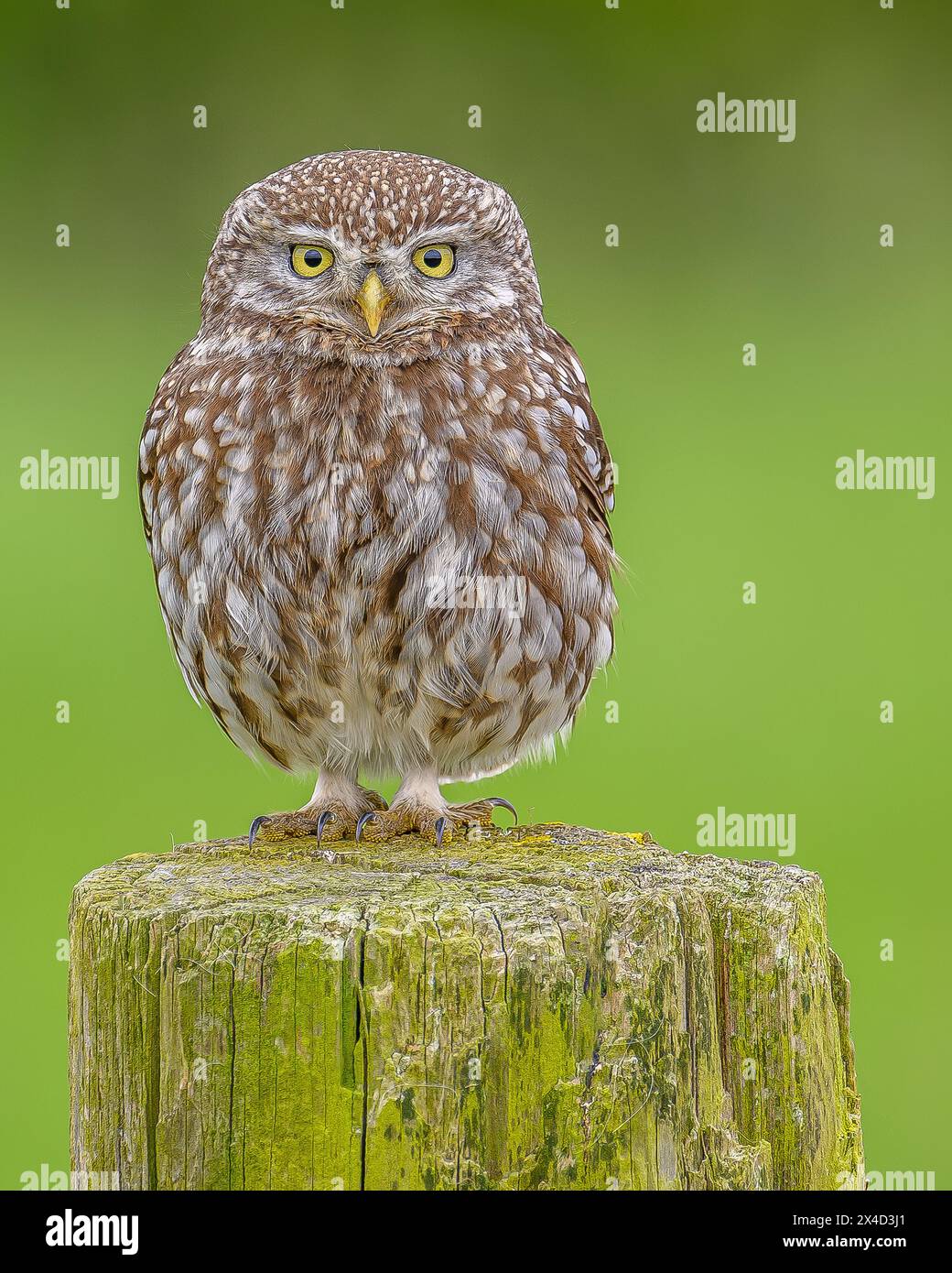 Kleine Eule Stockfoto