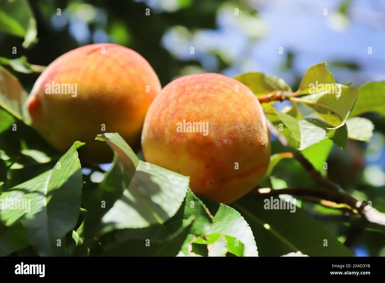 Reife große Pfirsiche auf einem Baum, Nahaufnahme, Fokus auf den Vordergrund, natürliche süße Früchte vor grünem Gartenhintergrund Stockfoto