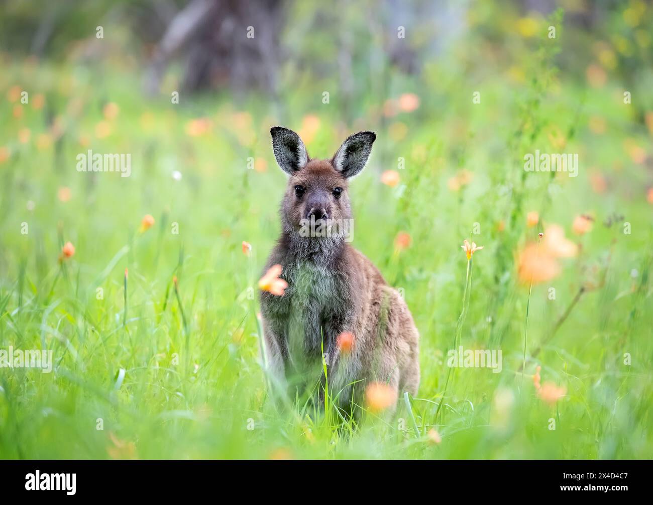 Sehr süßes kleines Wallaby Känguru weidet auf einer grünen Wiese zwischen Blumen in Australien, Tierwelt und Schönheit in der Natur Stockfoto