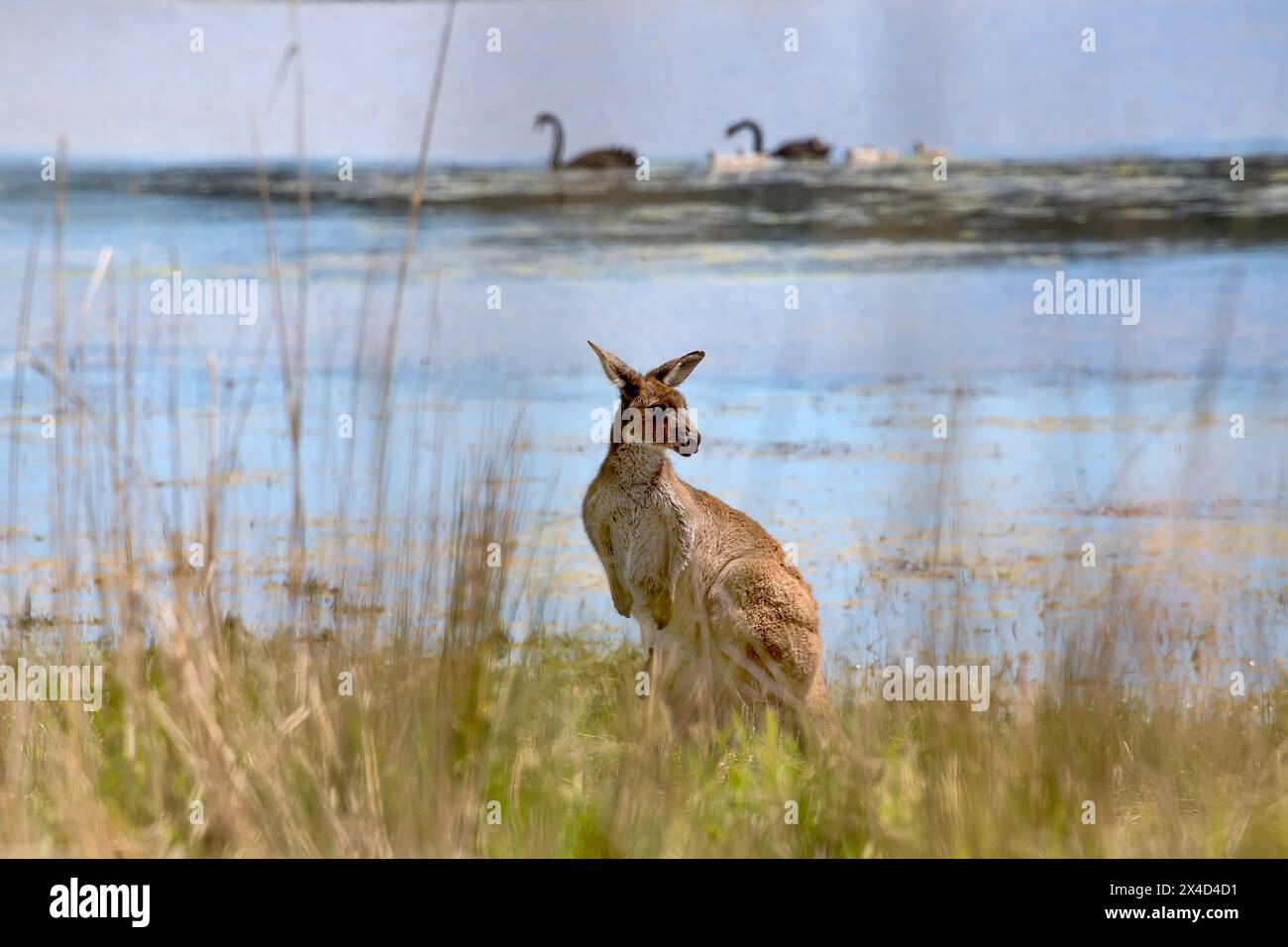 Sehr süßes kleines Wallaby Känguru weidet auf einer grünen Wiese zwischen Blumen in Australien, Tierwelt und Schönheit in der Natur Stockfoto