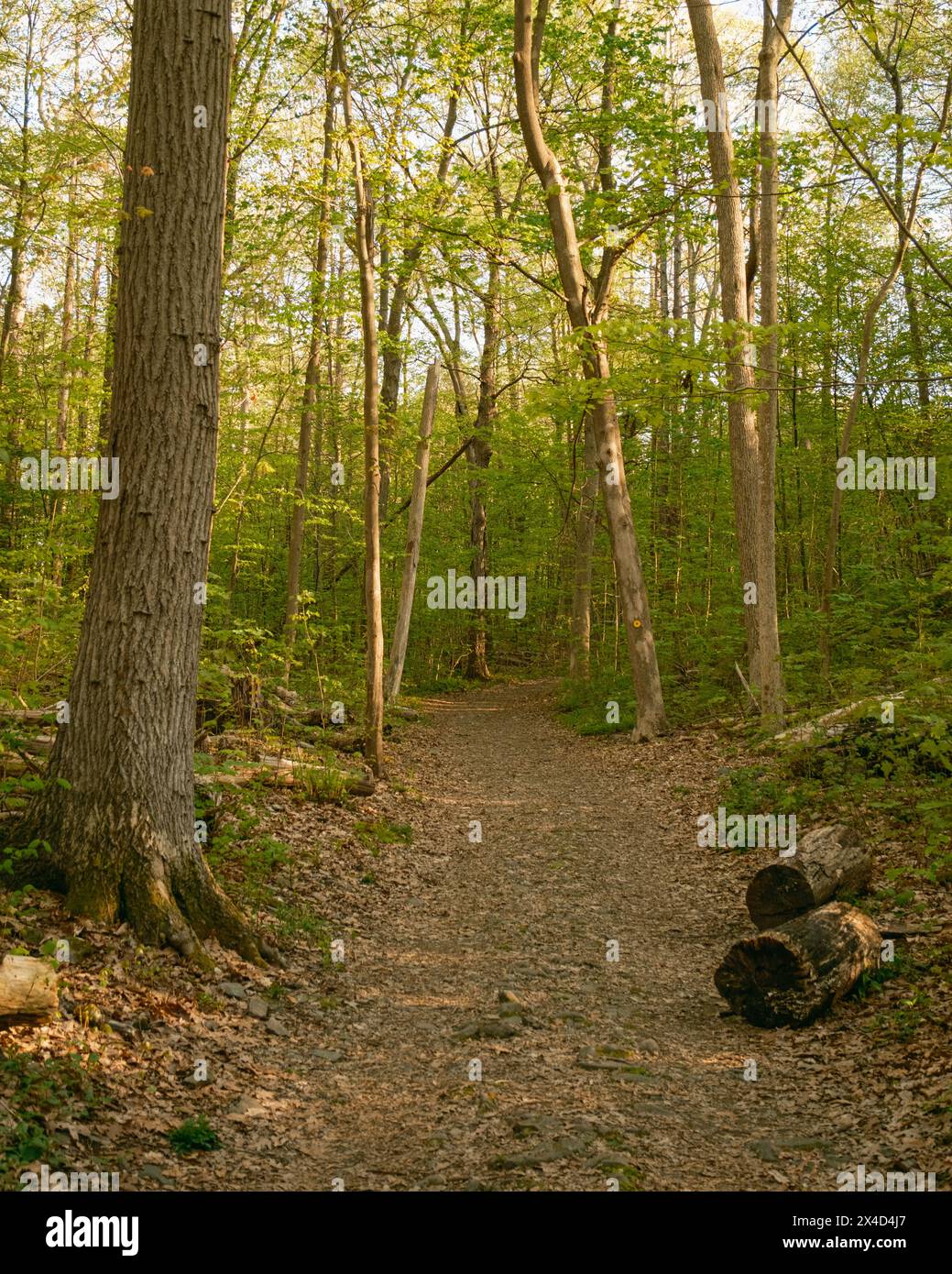 Wanderweg am Ferncliff Forest, Rhinebeck, New York Stockfoto