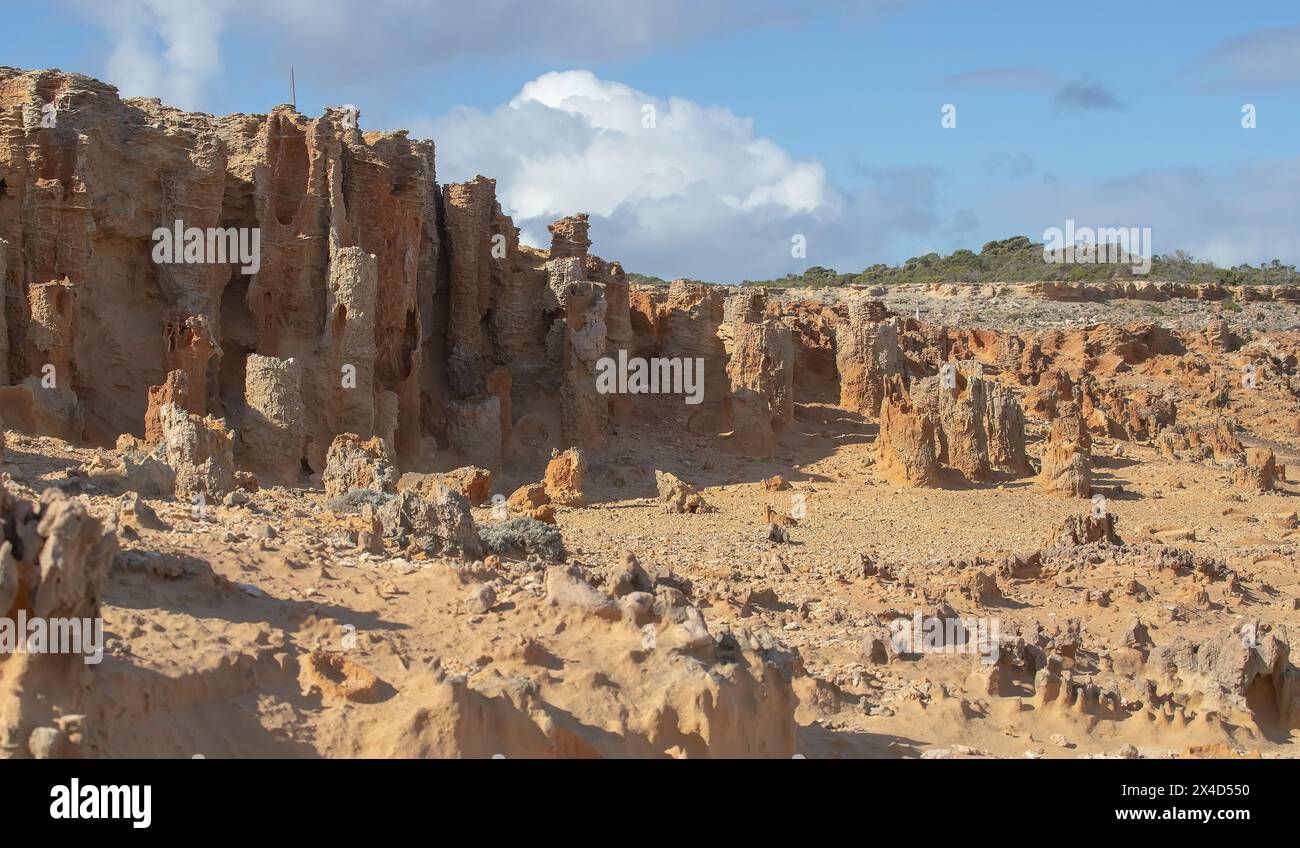 Versteinerter Wald an der Küste von Cape Bridgewater, Victoria, Australien. Einzigartiges geologisches Objekt und geo-archäologische Stätte, ungewöhnliche Str. Stockfoto