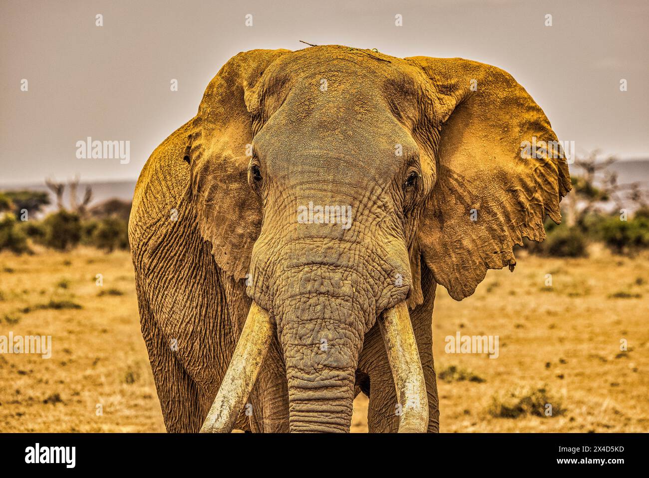 Amboseli Elefant, Amboseli Nation Park, Afrika Stockfoto