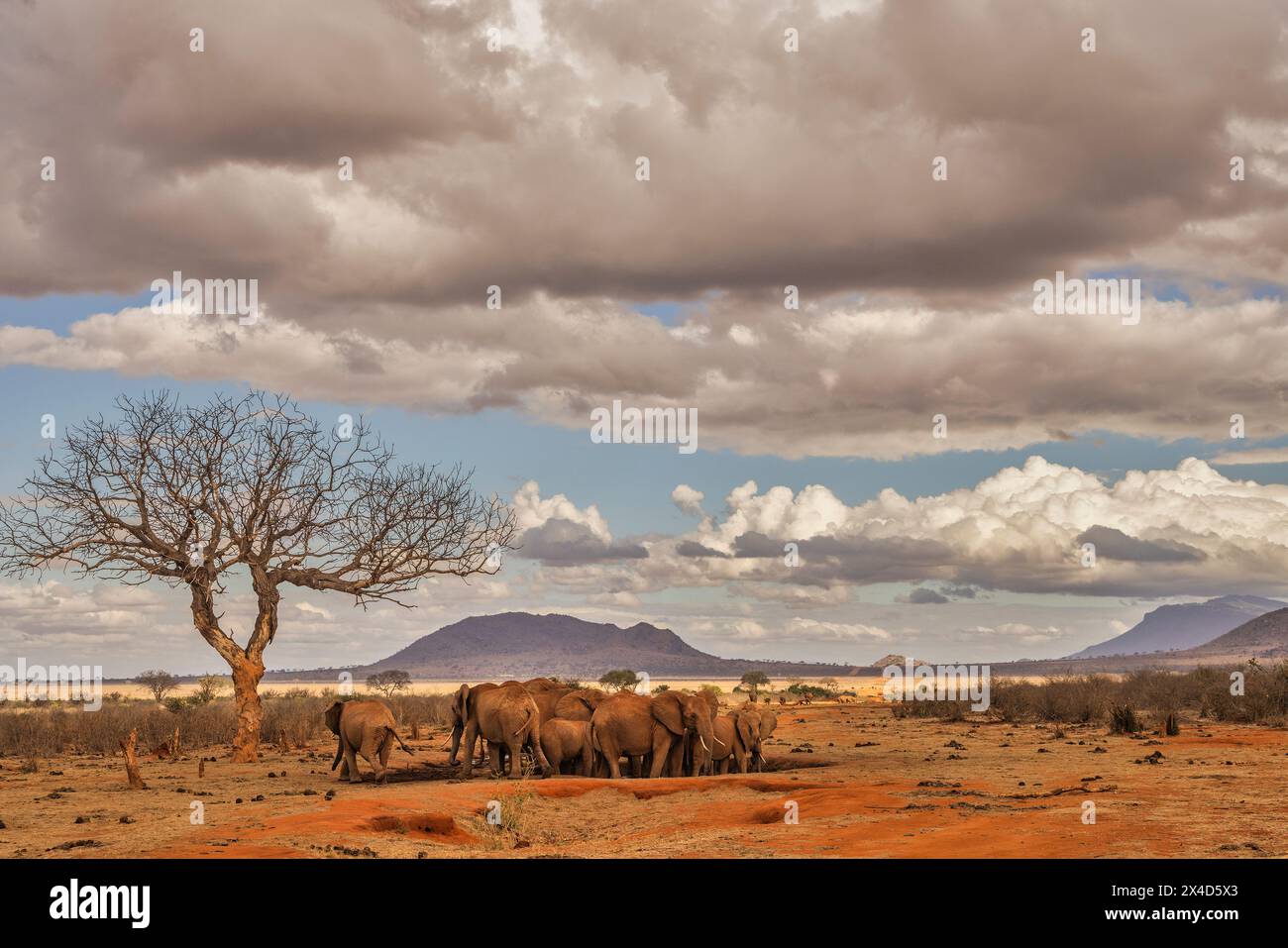 Baby Elefanten Wasserloch, Tsavo West National Park, Afrika Stockfoto