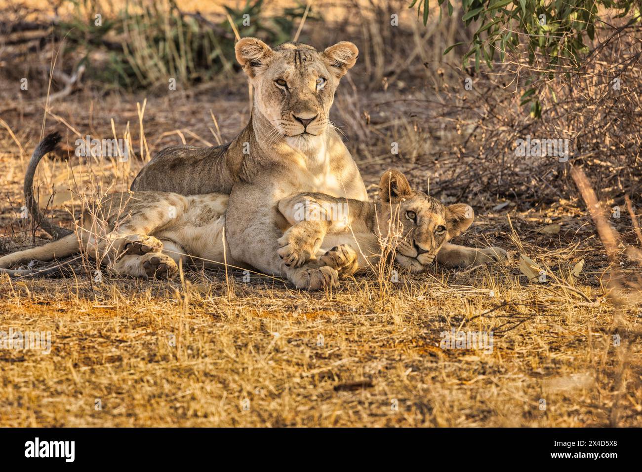 Löwenstolz, Tsavo West National Park, Afrika Stockfoto