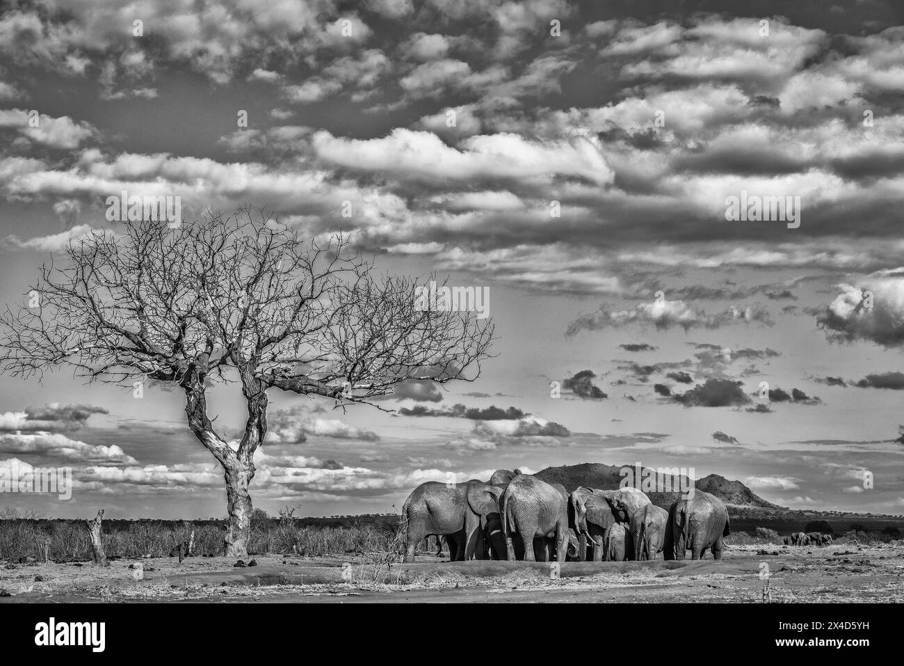 Baby Elefanten Wasserloch, Tsavo West National Park, Afrika Stockfoto