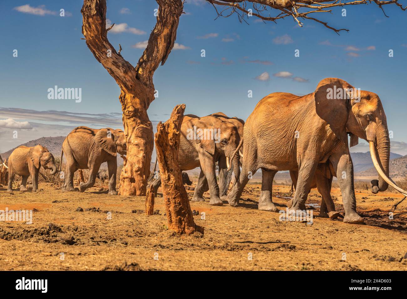 Red Elephant Train, Tsavo West National Park, Afrika Stockfoto