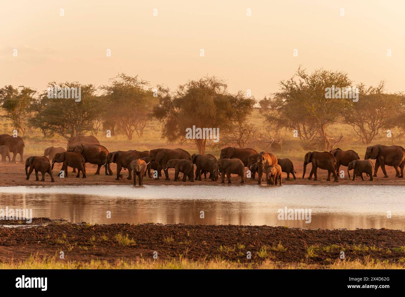 Eine Herde afrikanischer Elefanten, Loxodonta Africana, trinkt an einem Wasserloch. Lualenyi Game Reserve, Malindi, Kenia. Stockfoto