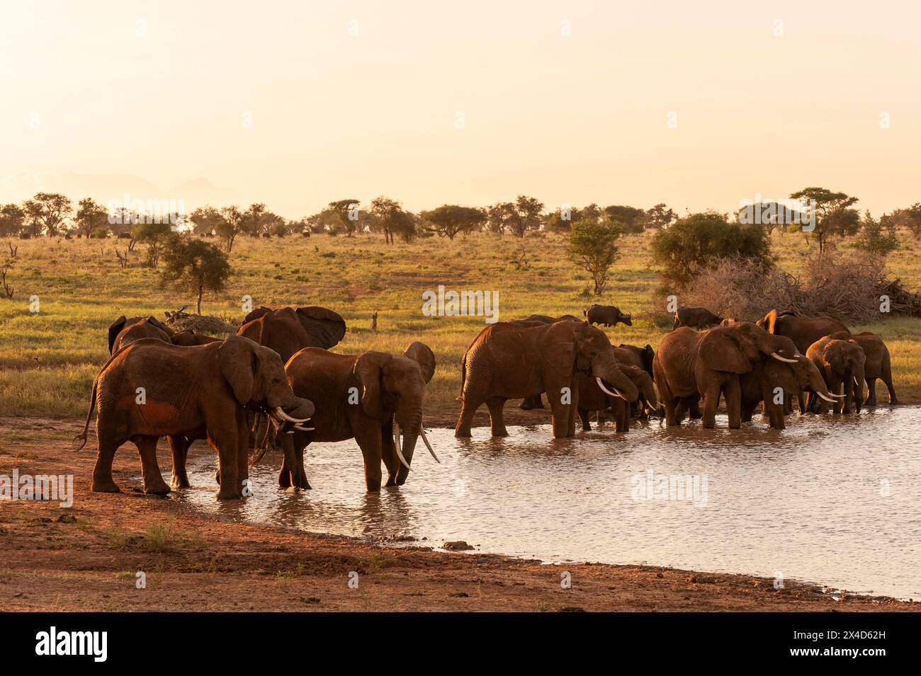 Eine Herde afrikanischer Elefanten, Loxodonta Africana, trinkt an einem Wasserloch. Lualenyi Game Reserve, Malindi, Kenia. Stockfoto