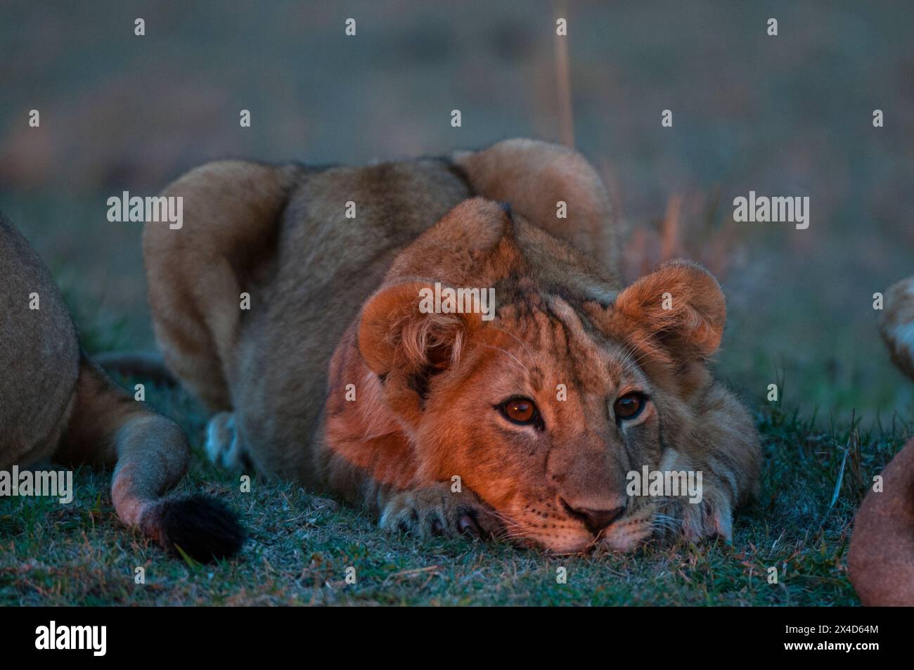 Porträt eines Löwenjungen, Panthera leo, der bei Sonnenuntergang ruht. Masai Mara National Reserve, Kenia. Stockfoto