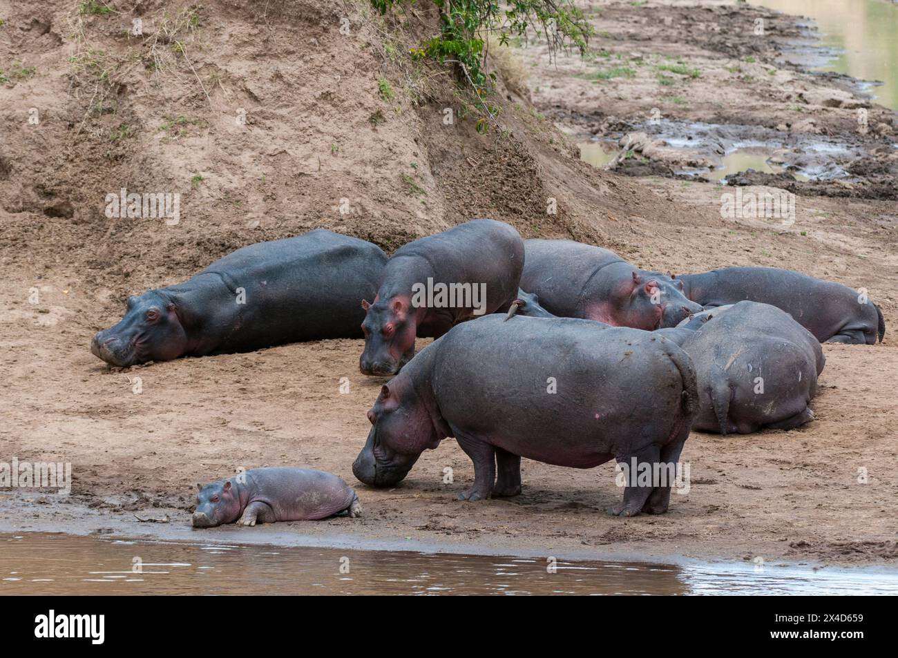Hippopotamus, Hippopotamus amphibius und ein Baby am Rande eines Wasserpools. Masai Mara National Reserve, Kenia. Stockfoto