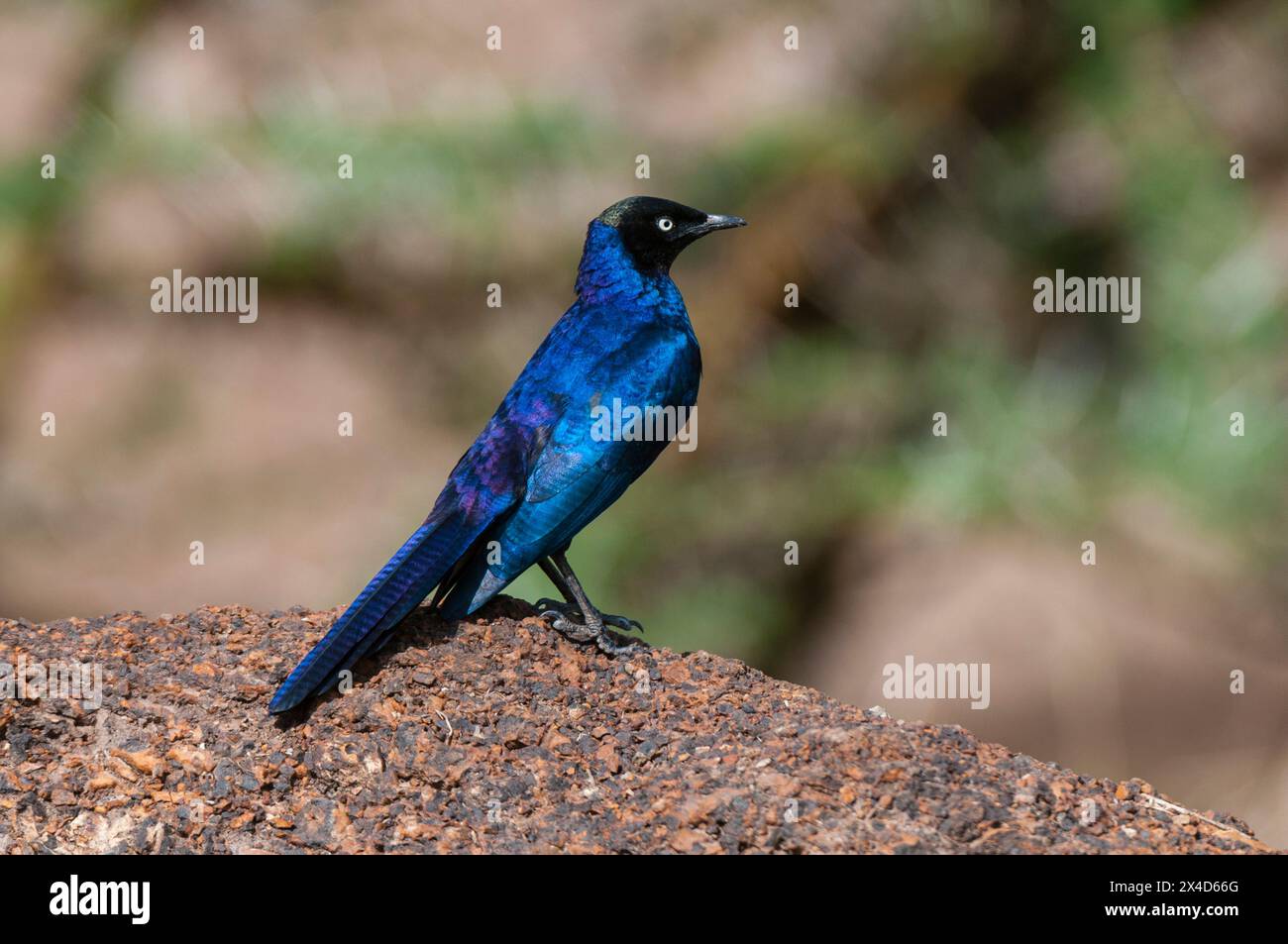 Porträt eines Ruppells Hochglanz-Sterns, Lamprotornis purpuroptera. Masai Mara National Reserve, Kenia. Stockfoto