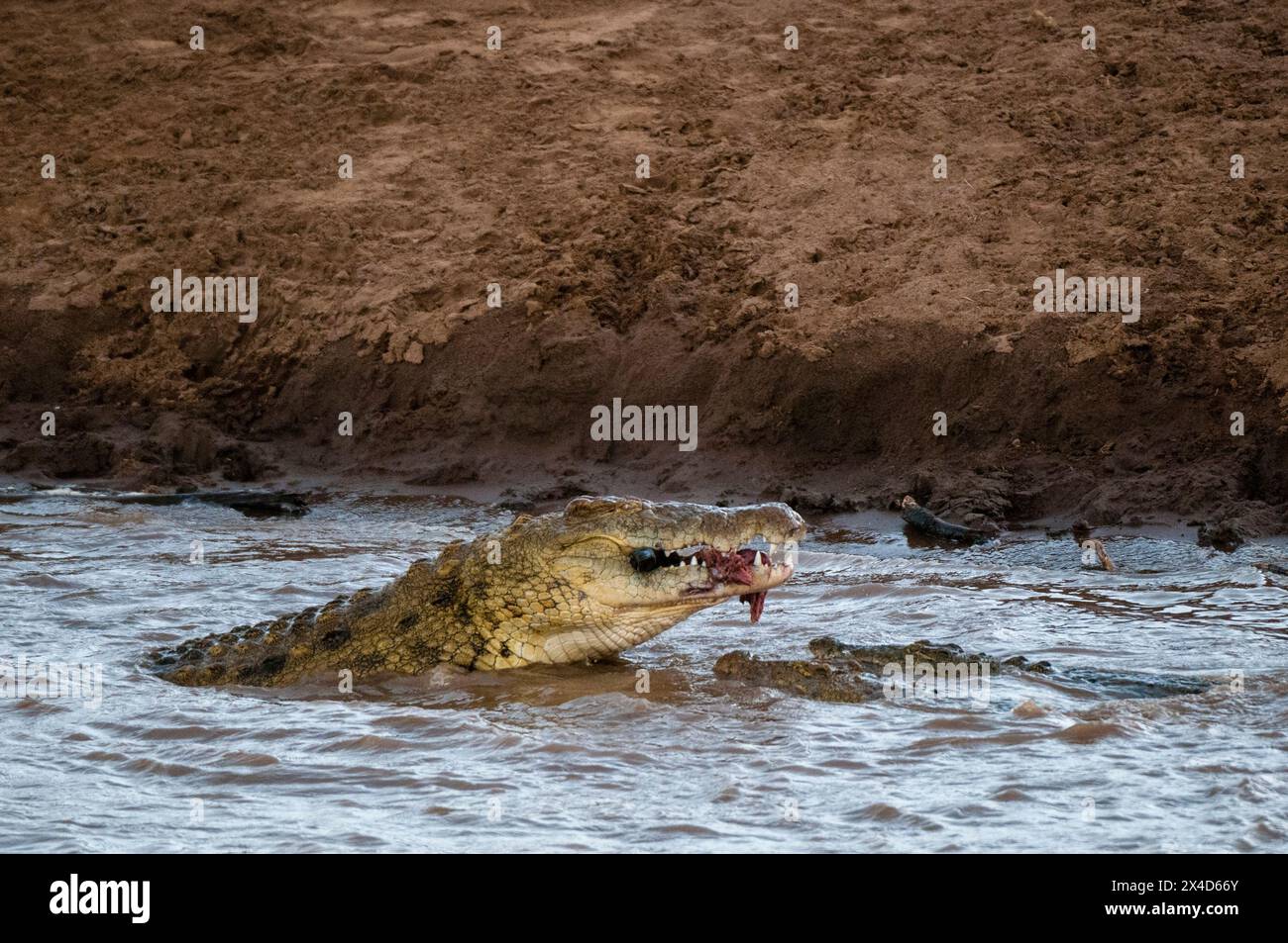 Ein großes Nil-Krokodil, Crocodylus niloticus, und zwei kleinere essen ein Zebra. Masai Mara National Reserve, Kenia. Stockfoto