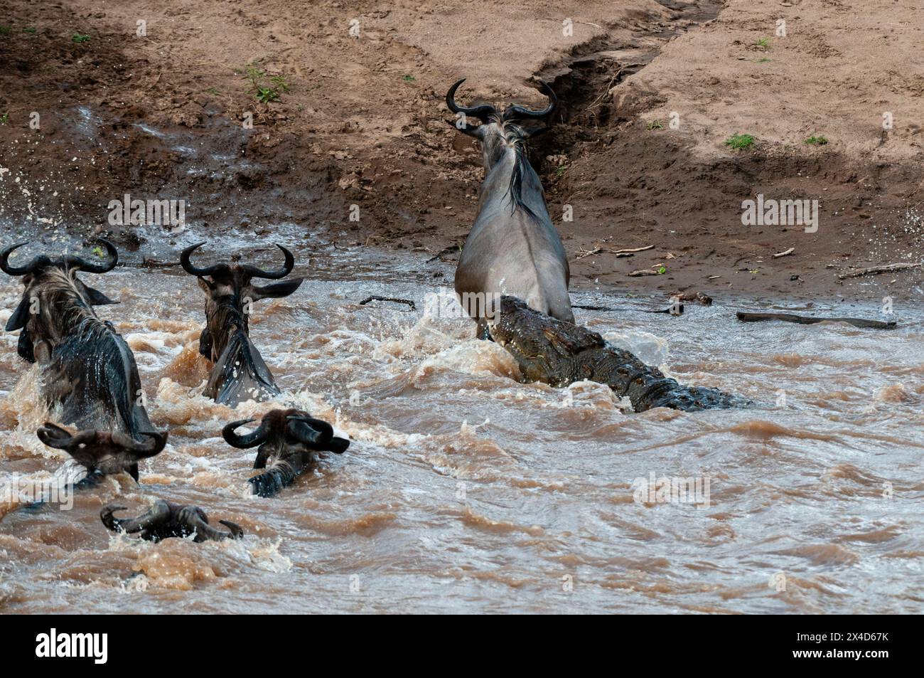 Ein Nil-Krokodil, Crocodylus niloticus, greift ein Gnus an, Connochaetes taurinus, und überquert einen Fluss. Masai Mara National Reserve, Kenia. Stockfoto