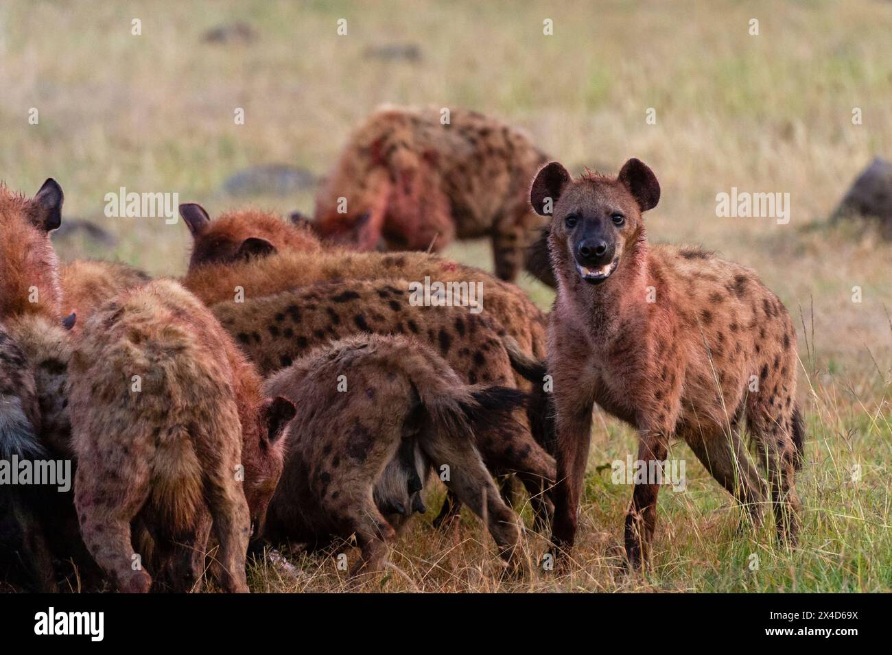 Gefleckte Hyänen, Crocuta Crocuta, Fütterung von Gnus, Connochaetes taurinus. Masai Mara National Reserve, Kenia, Afrika. Stockfoto