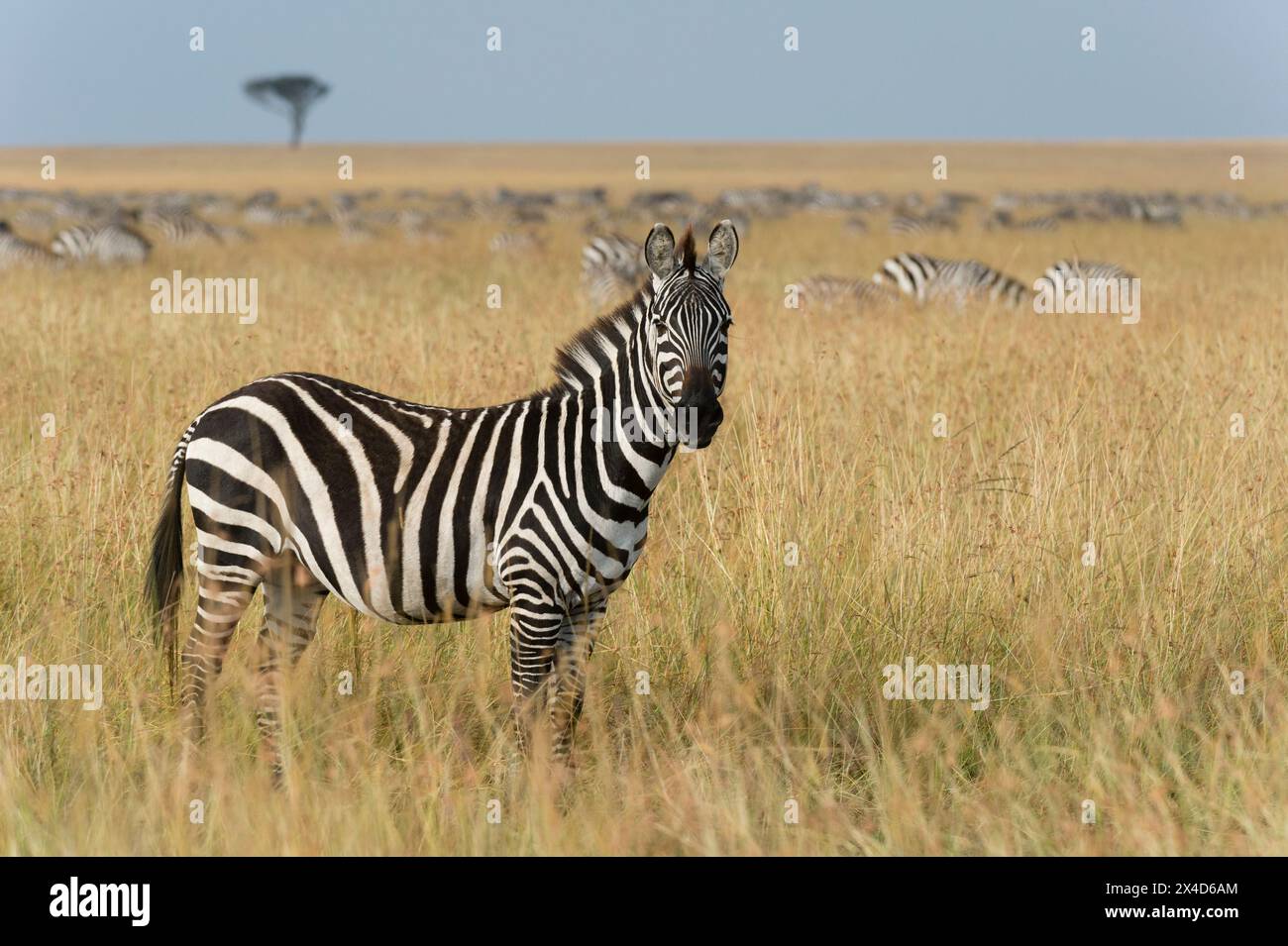 Herde von Plains Zebras, Equus quagga, im Gras des Masai Mara National Reserve, Kenia, Afrika. Stockfoto