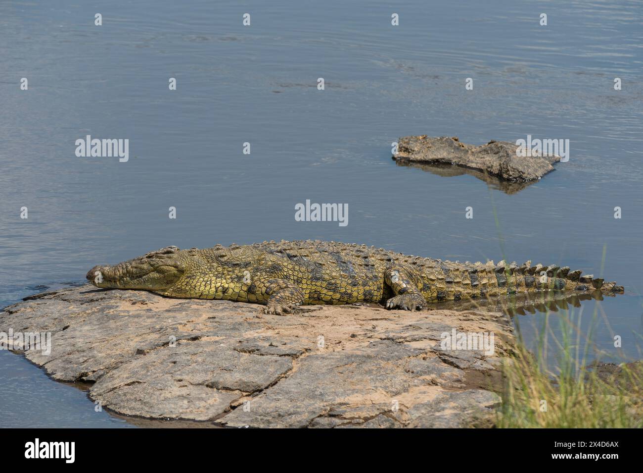 Ein Nilkrokodil, Crocodylus niloticus, am Mara-Ufer. Masai Mara National Reserve, Kenia, Afrika. Stockfoto