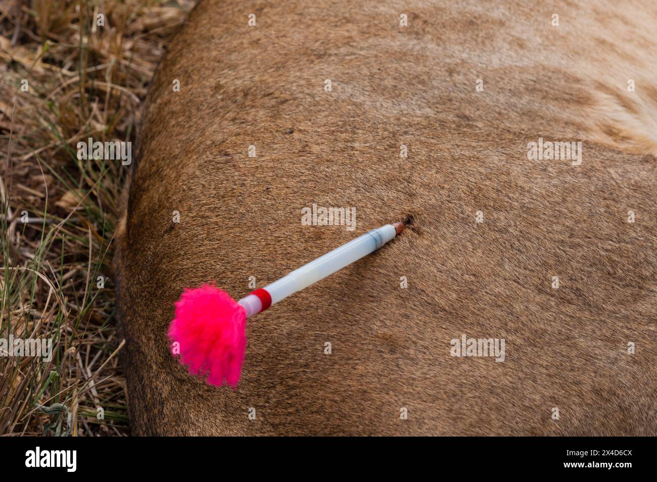 Eine verwundete Löwin wird verduckt, damit sie von der mobilen Tierarztstation der Kenya Wildlife Services behandelt werden kann. Voi, Tsavo Conservation Area, Kenia. Stockfoto