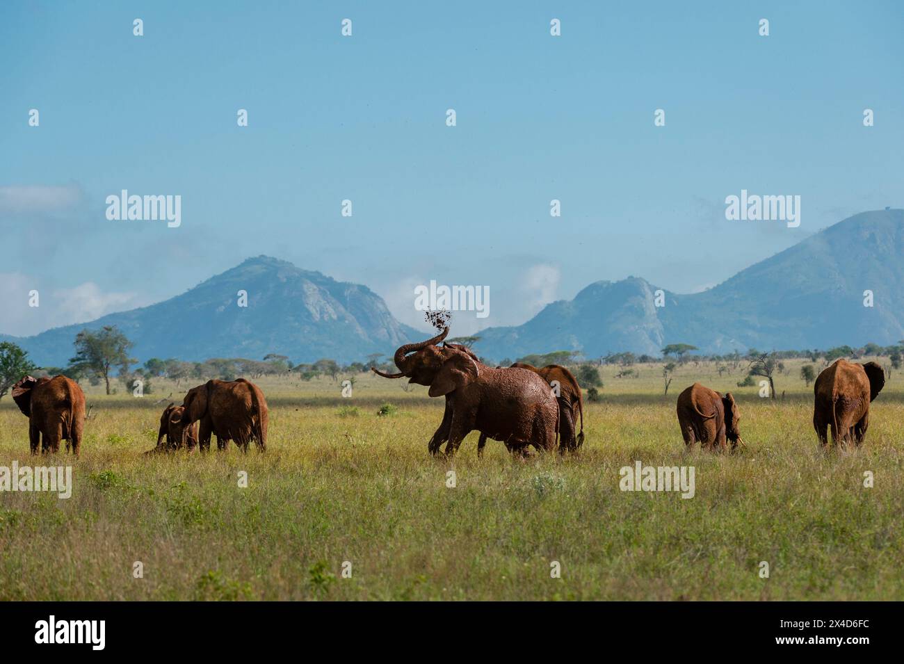 Afrikanische Elefanten, Loxodonta Africana, in der Savanne von Tsavo. Voi, Tsavo, Kenia Stockfoto