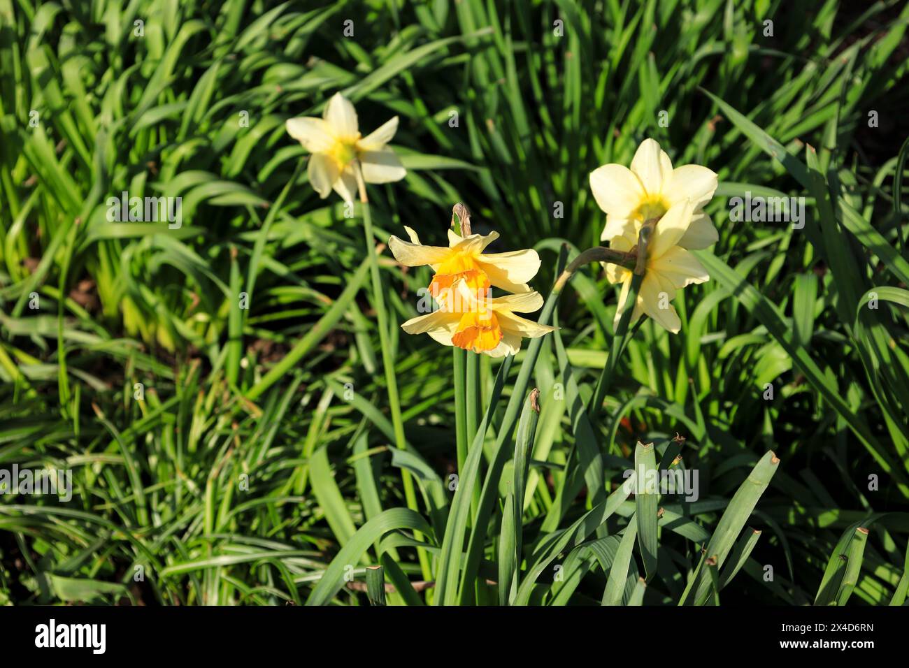 Farbenfrohe gelbe Narzisse Jonquilla im Garten Stockfoto
