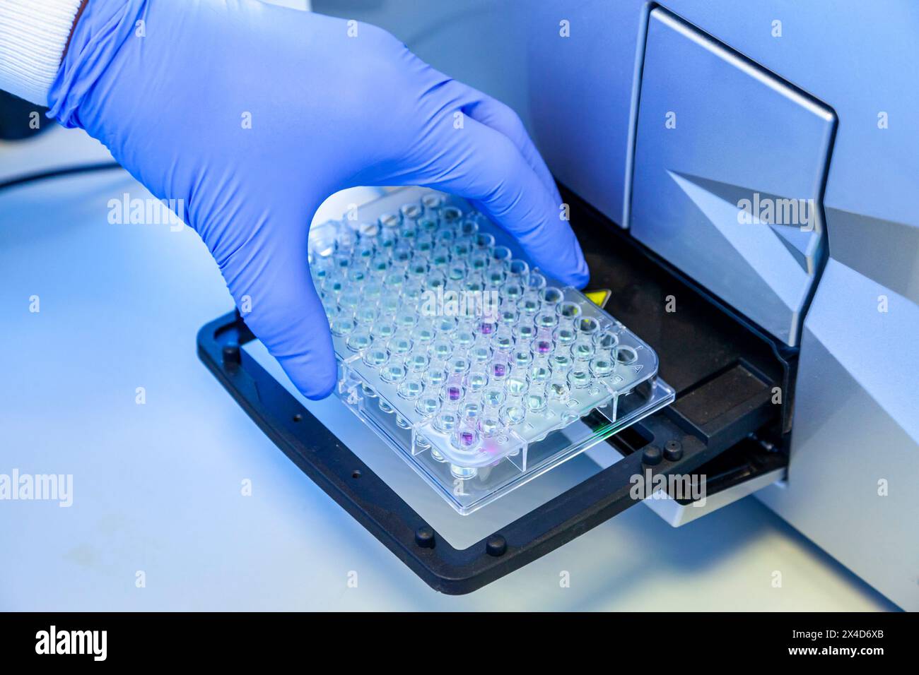 Nahaufnahme einer Person in einem wissenschaftlichen Labor mit Gummihandschuhen während der Arbeit mit Proben während eines Versuchsverfahrens. Stockfoto