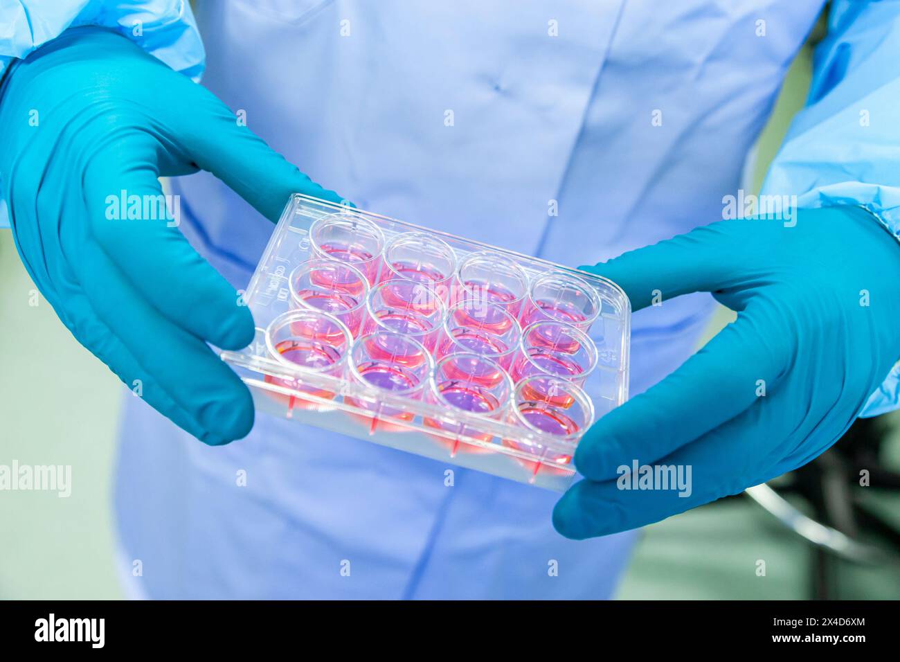 Nahaufnahme einer Person in einem wissenschaftlichen Labor mit Gummihandschuhen während der Arbeit mit Proben während eines Versuchsverfahrens. Stockfoto