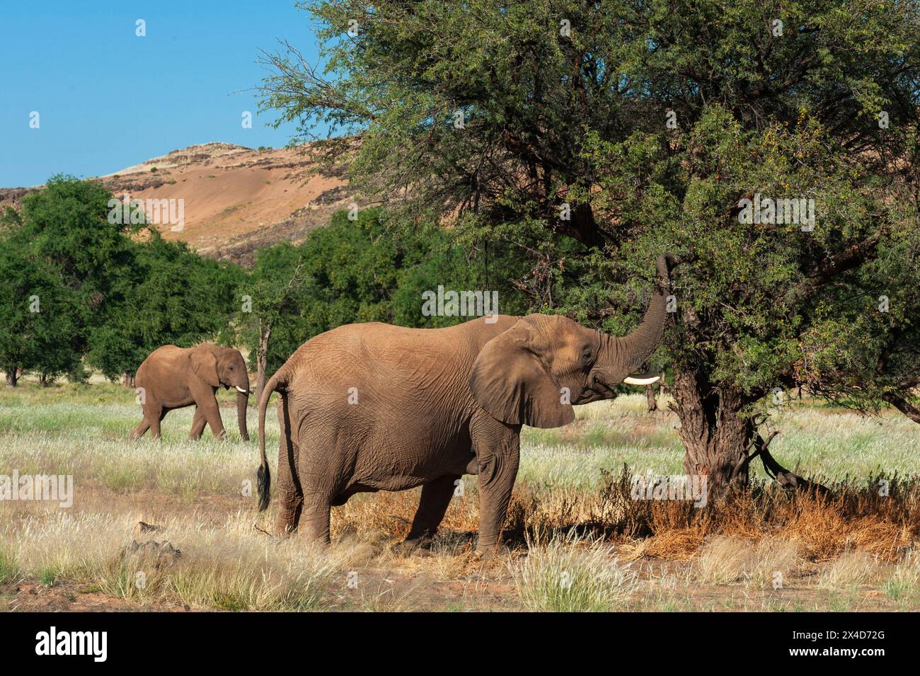 Elefanten grasen von Bäumen in der Kunene-Region. Huab River Valley, Kunene, Namibia. Stockfoto