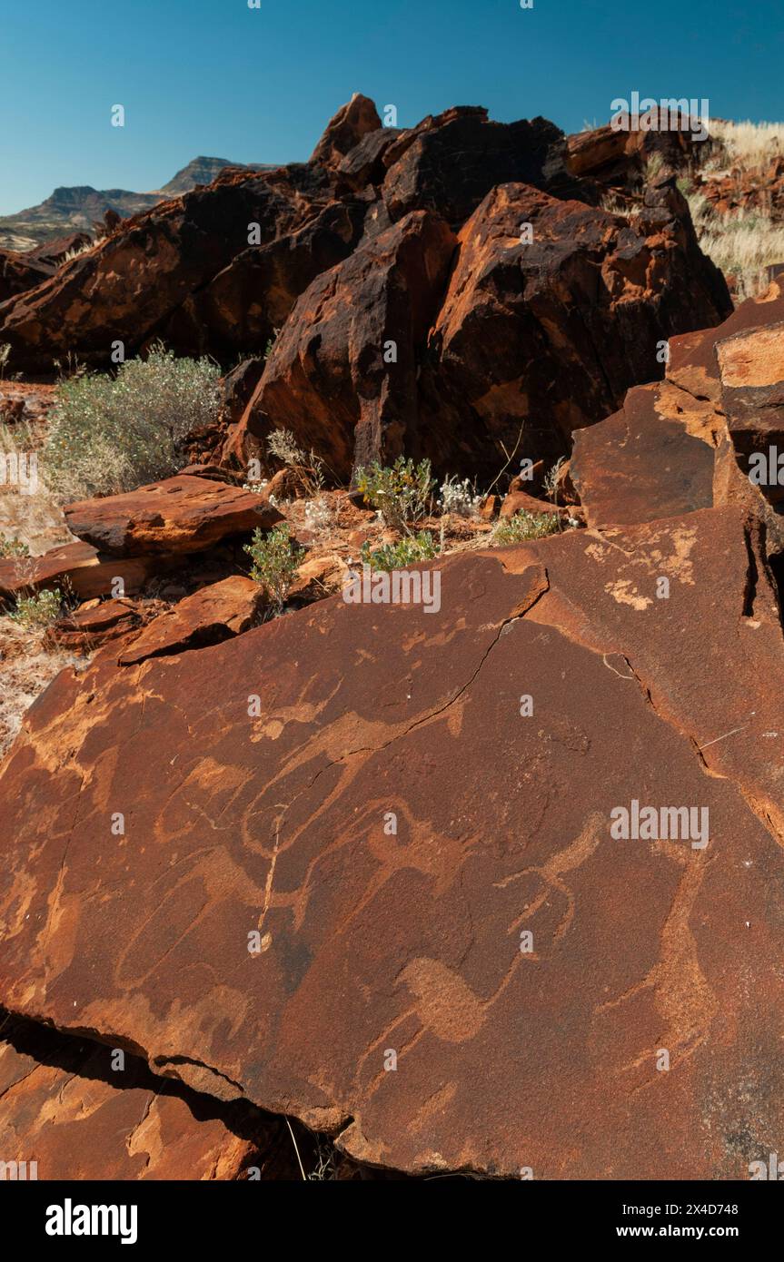 Felsgravuren aus der späten Steinzeit auf Felsplatten in der Nähe von Khorixas. Twyfelfontein, Kunene, Namibia. Stockfoto