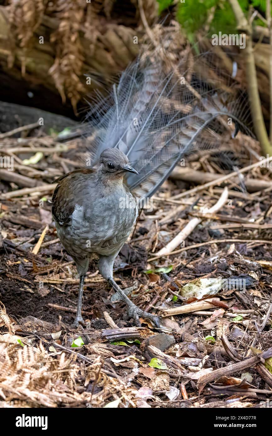 Ein hervorragender Lyrebird, Menura novaehollandiae, Victoria, Australien. Dies ist eine Frontansicht für Erwachsene. Stockfoto
