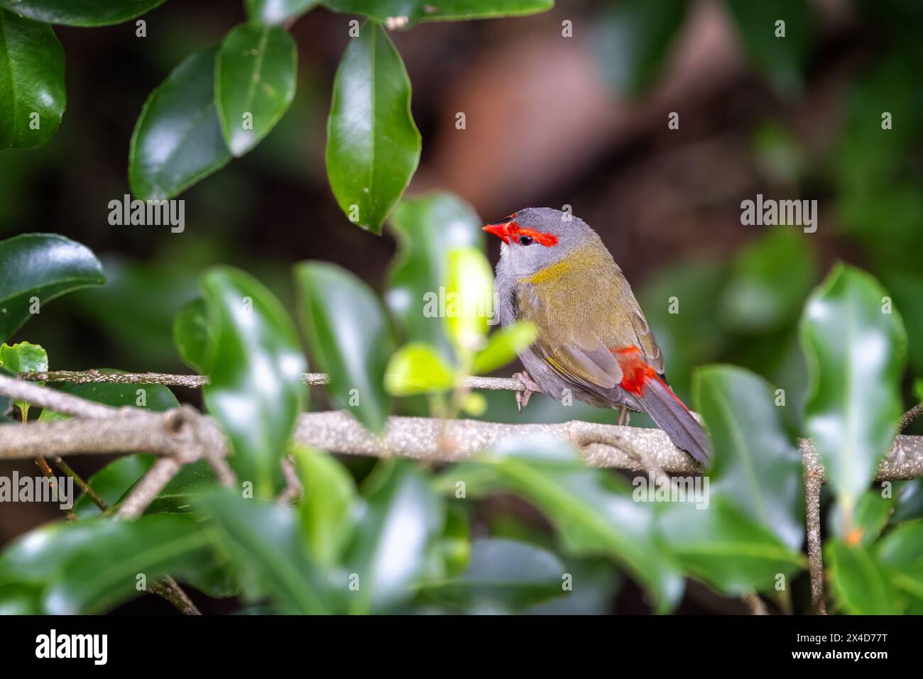 Ein männlicher Rotbraun-Finke, Neochmia temporalis, hoch oben im Wald. Der kleine Samen fressende Vogel ist ein Estrildofink, der an der Ostküste von Au lebt Stockfoto