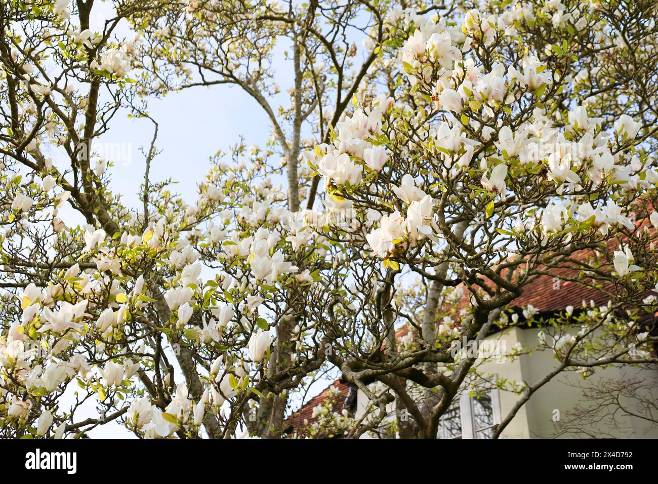 Wunderschöner Magnolienbaum unter der Sonne in England Stockfoto
