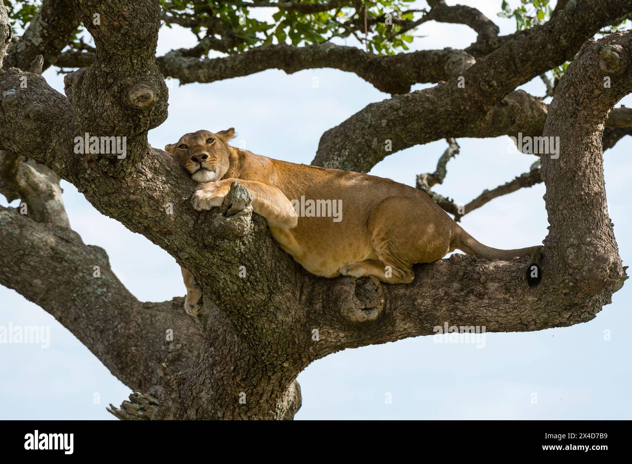 Eine Löwin, Panthera leo, ruht in einem Wurstbaum, Kigelia Africana. Seronera, Serengeti Nationalpark, Tansania Stockfoto