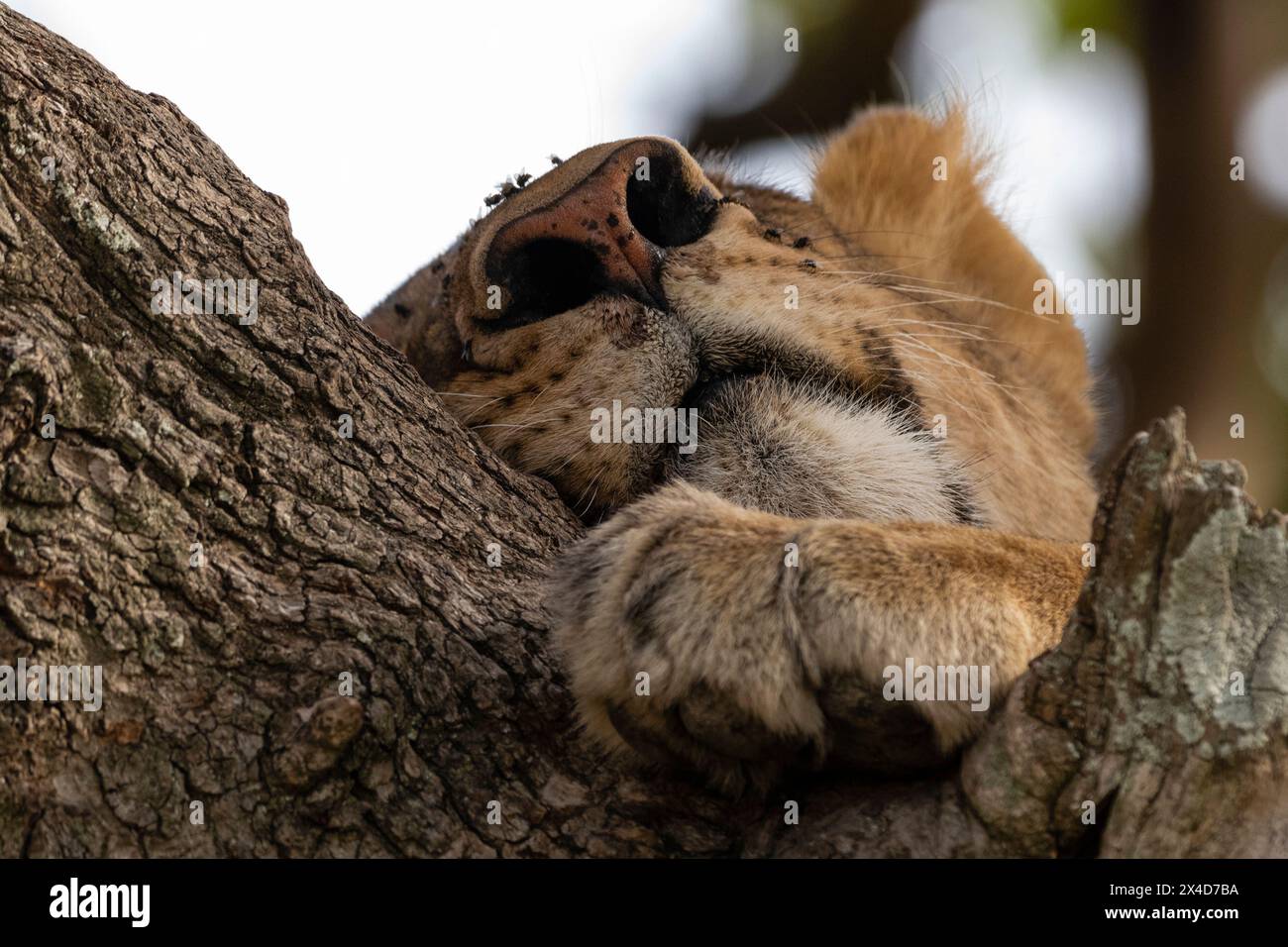 Eine Löwin, Panthera leo, in einem Wurstbaum, Kigelia Africana. Seronera, Serengeti Nationalpark, Tansania Stockfoto