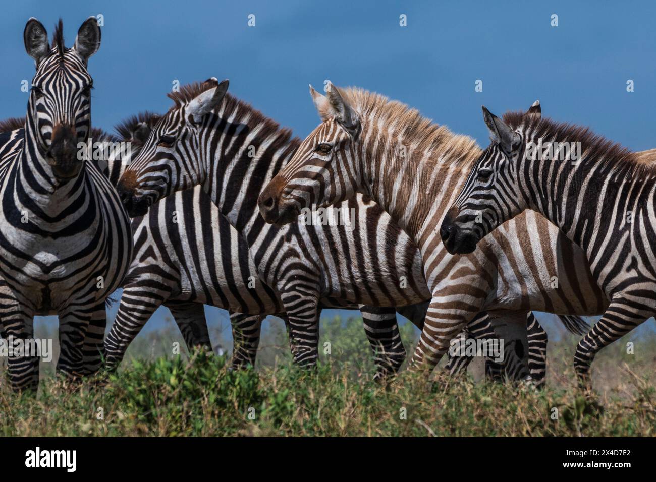 Ein seltenes Amelanistic Plains Zebra, Equus quagga, an einem Wasserloch im Hidden Valley. Serengeti-Nationalpark, Tansania. Stockfoto