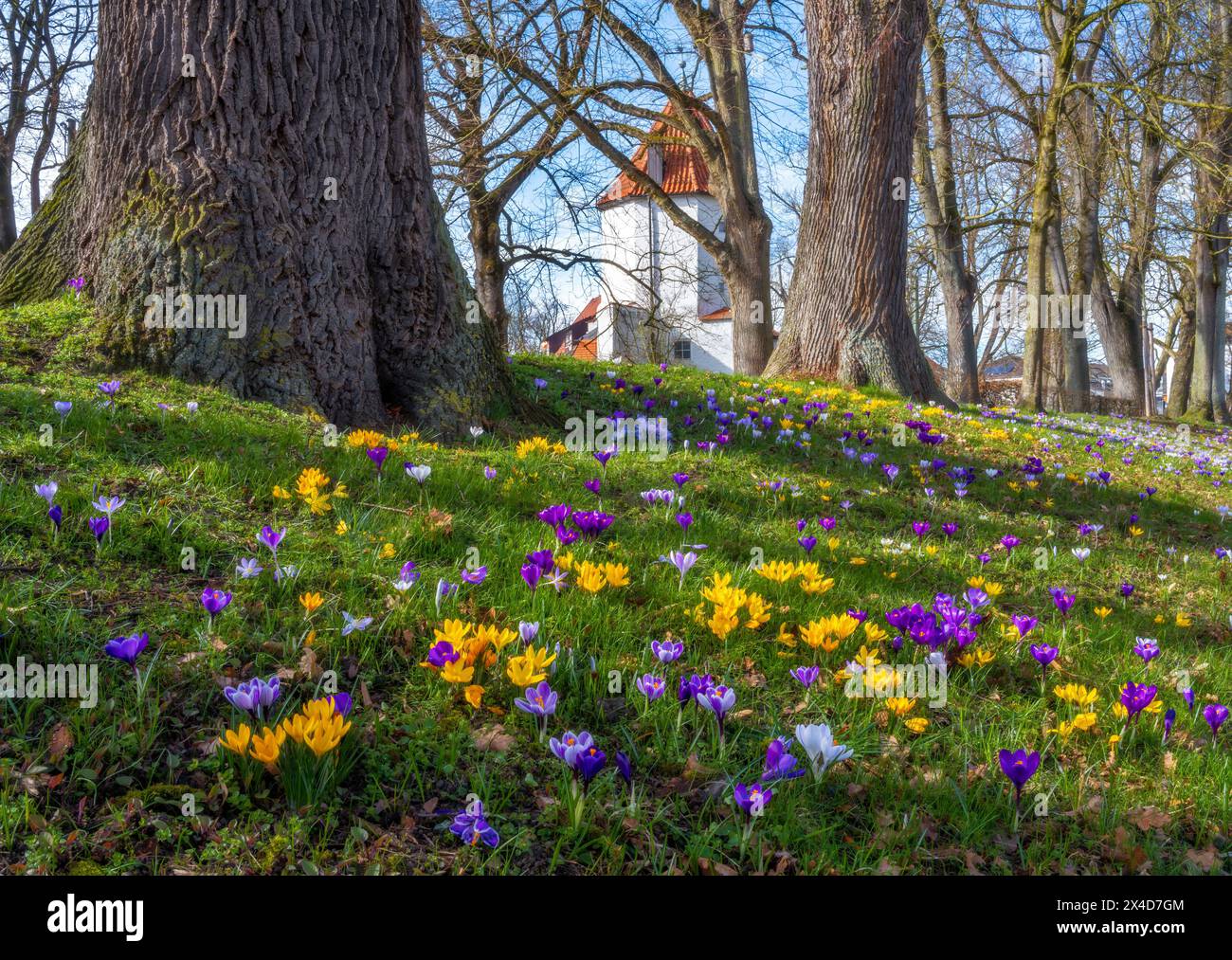 Frühlingslandschaft mit Krokusblumen in einem Park (Schrobenhausen, Deutschland) Stockfoto